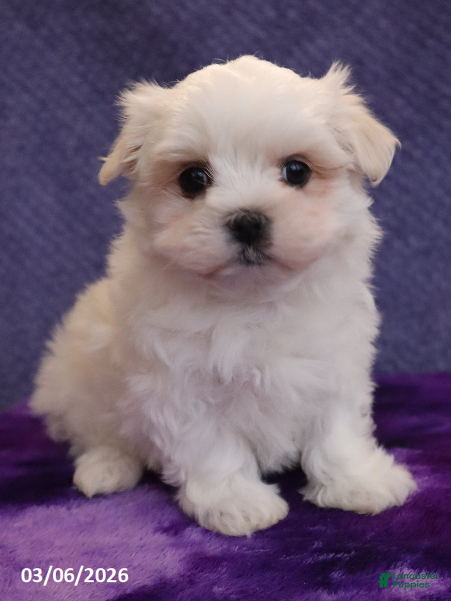 Maltese dogs Nancy - Ad 2