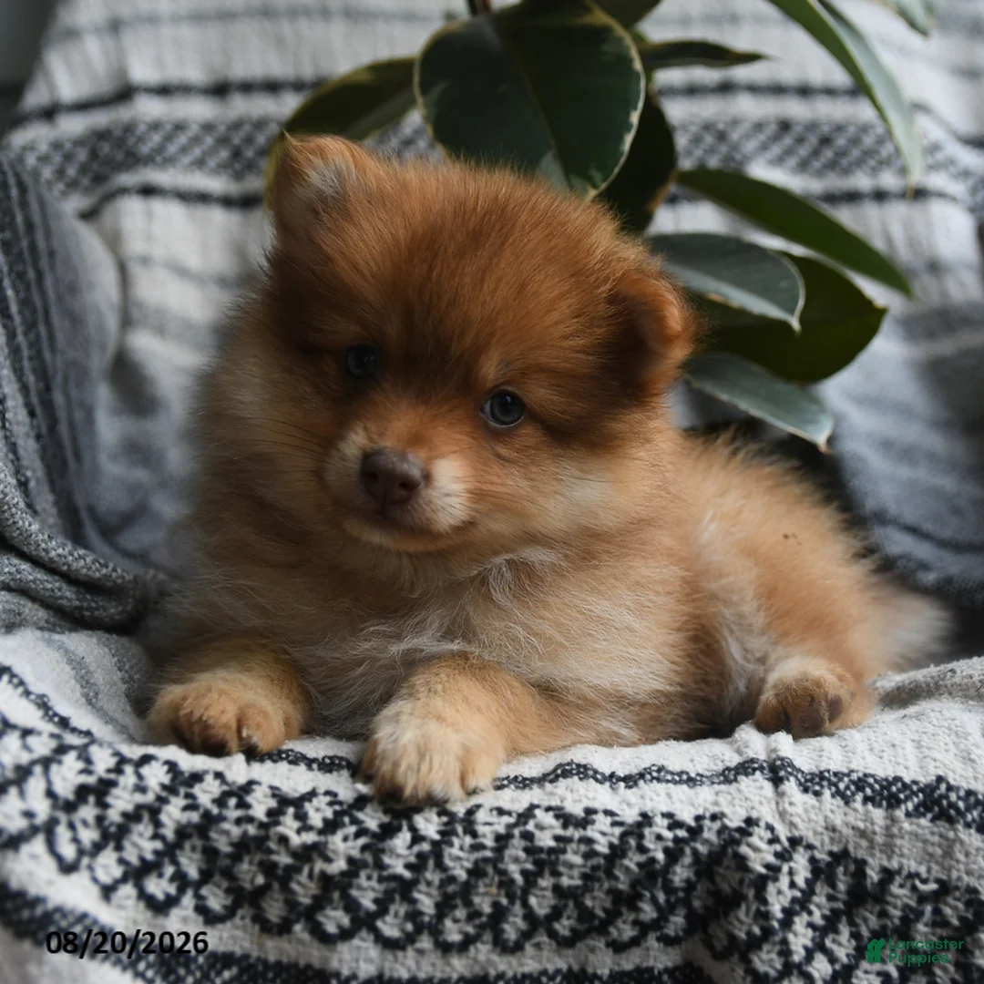 Pomeranian dogs for sale: Wooton - Ad 1