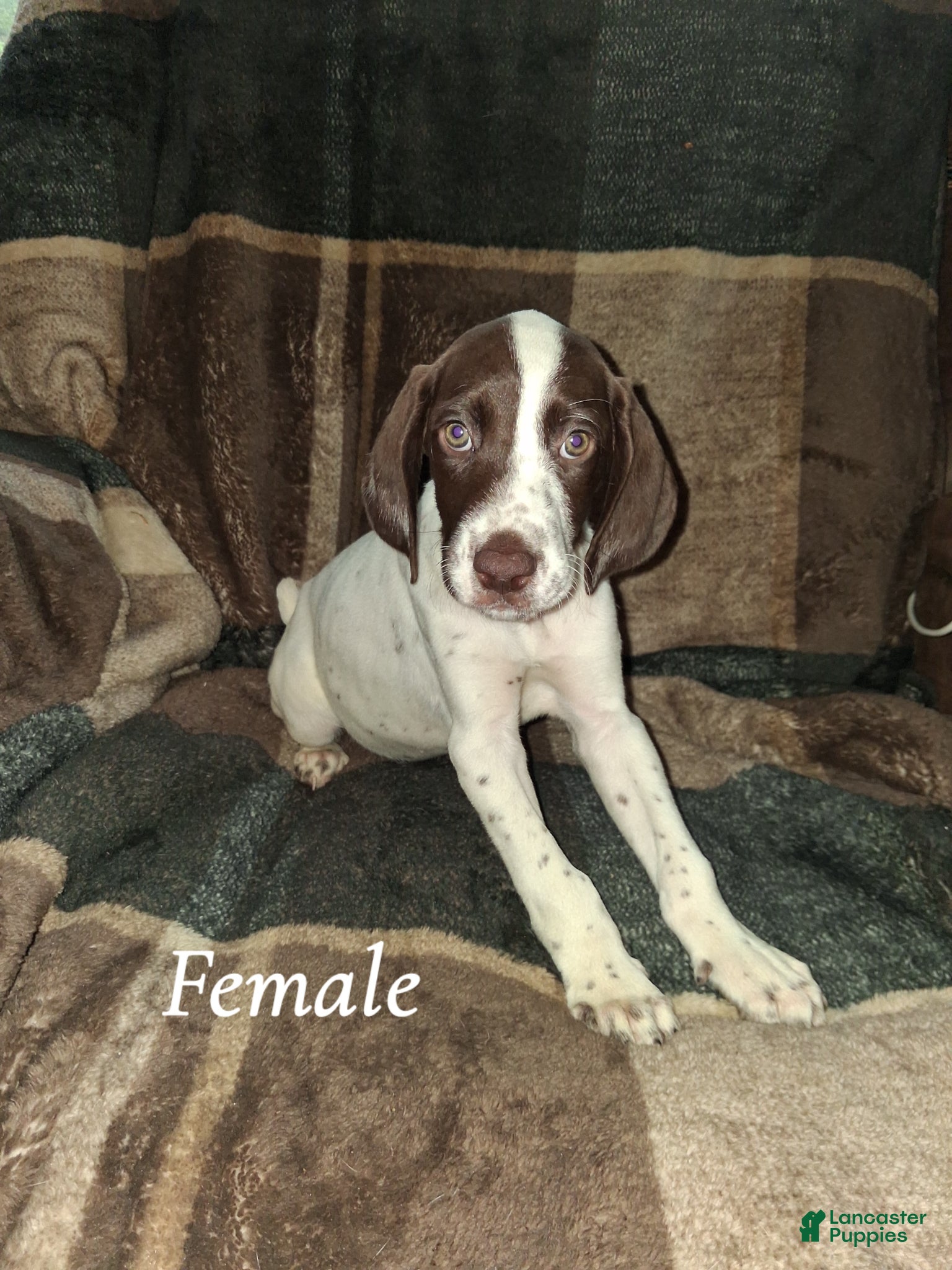 German Shorthaired Pointer dogs German Shorthaired Pointer Puppy 6 - Ad 8