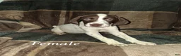German Shorthaired Pointer dogs for sale: German Shorthaired Pointer Puppy 6 - Ad 1