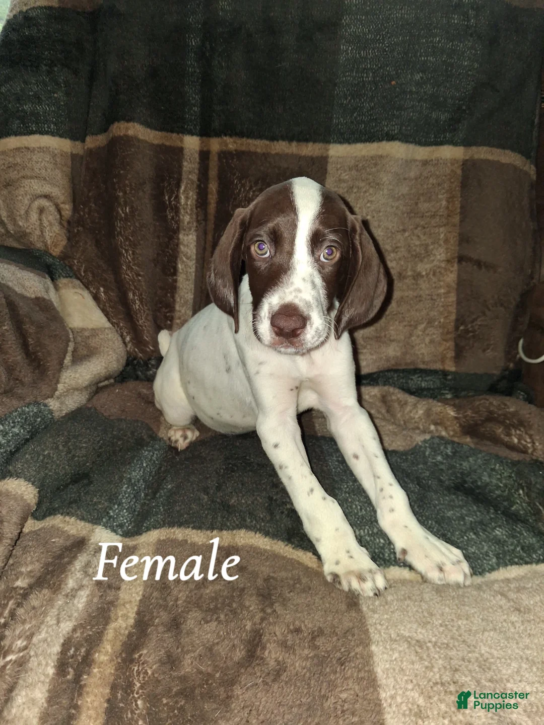 German Shorthaired Pointer dogs for sale: German Shorthaired Pointer Puppy 6 - Ad 1