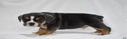 Beabull dogs for sale: Gizmo - Ad 7