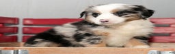 Miniature Australian Shepherd dogs for sale: Daisy - Ad 7