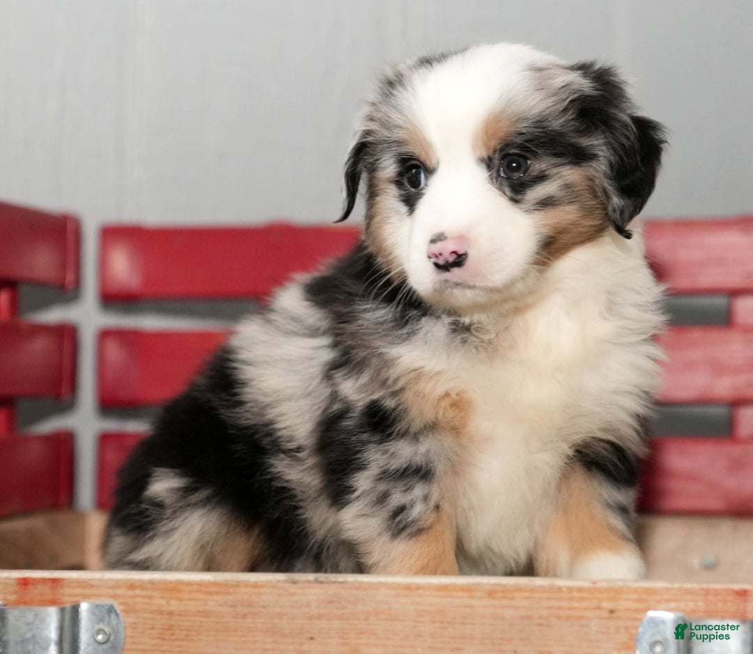 Miniature Australian Shepherd dogs for sale: Daisy - Ad 7