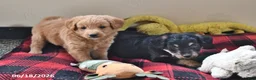 Mixed Breed dogs for sale: Arabelle - Ad 6