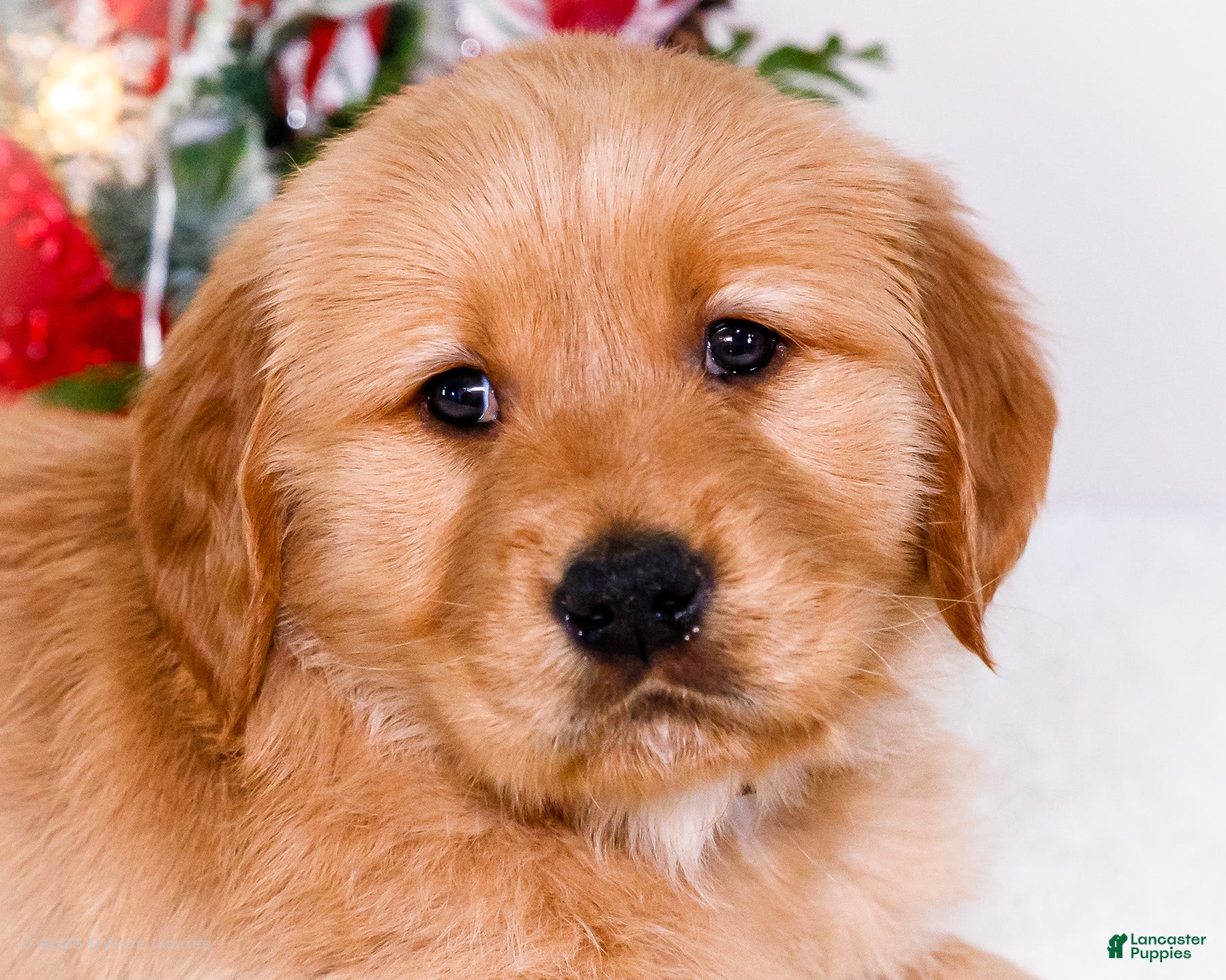 Golden Retriever dogs Elana - Ad 17