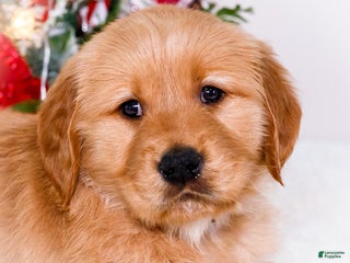 Golden Retriever dogs Elana - Ad 27