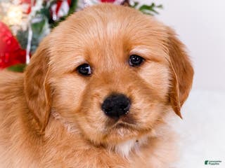 Golden Retriever dogs Elana - Ad 10