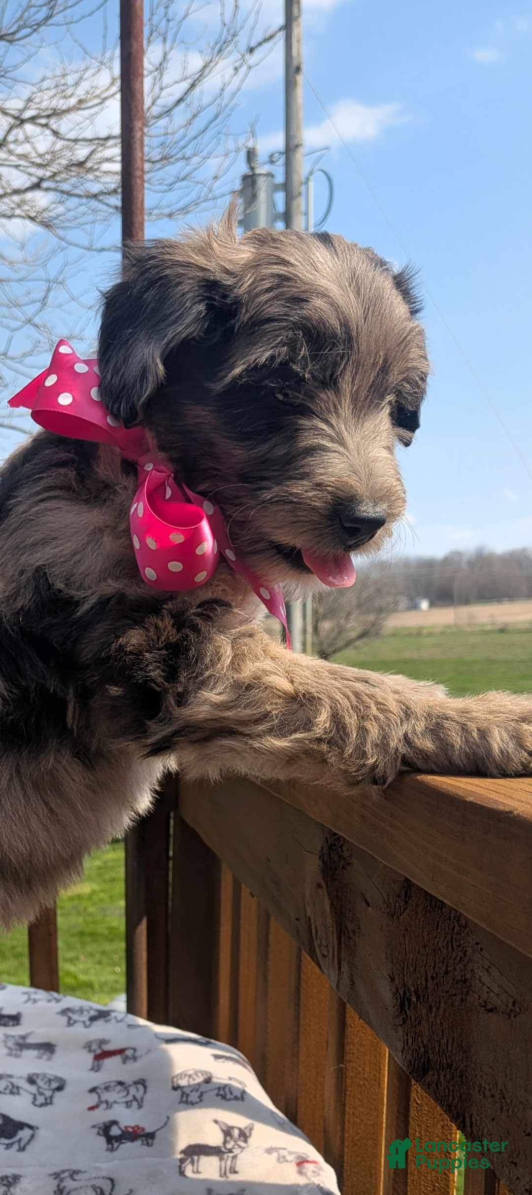 Bordoodle dogs Bordoodle Puppy 9 - Ad 6