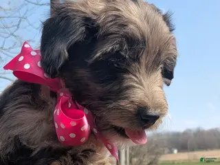 Bordoodle dogs Bordoodle Puppy 9 - Ad 6