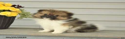 Pomeranian dogs for sale: Geneva - Ad 3