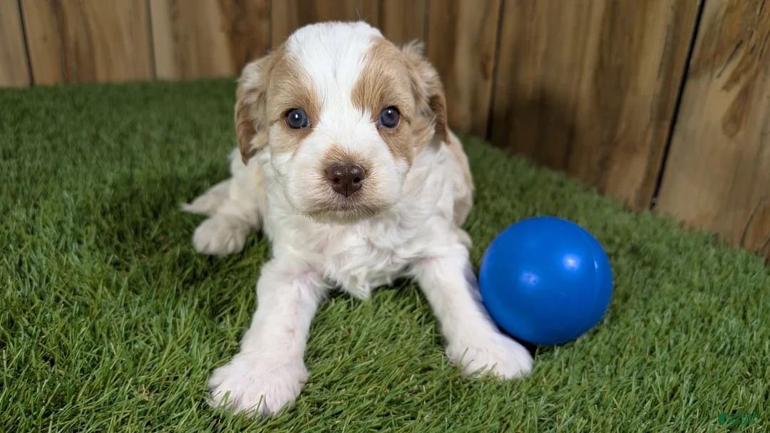 Cavapoo dogs for sale: Lizzy Boy 1 - Ad 5