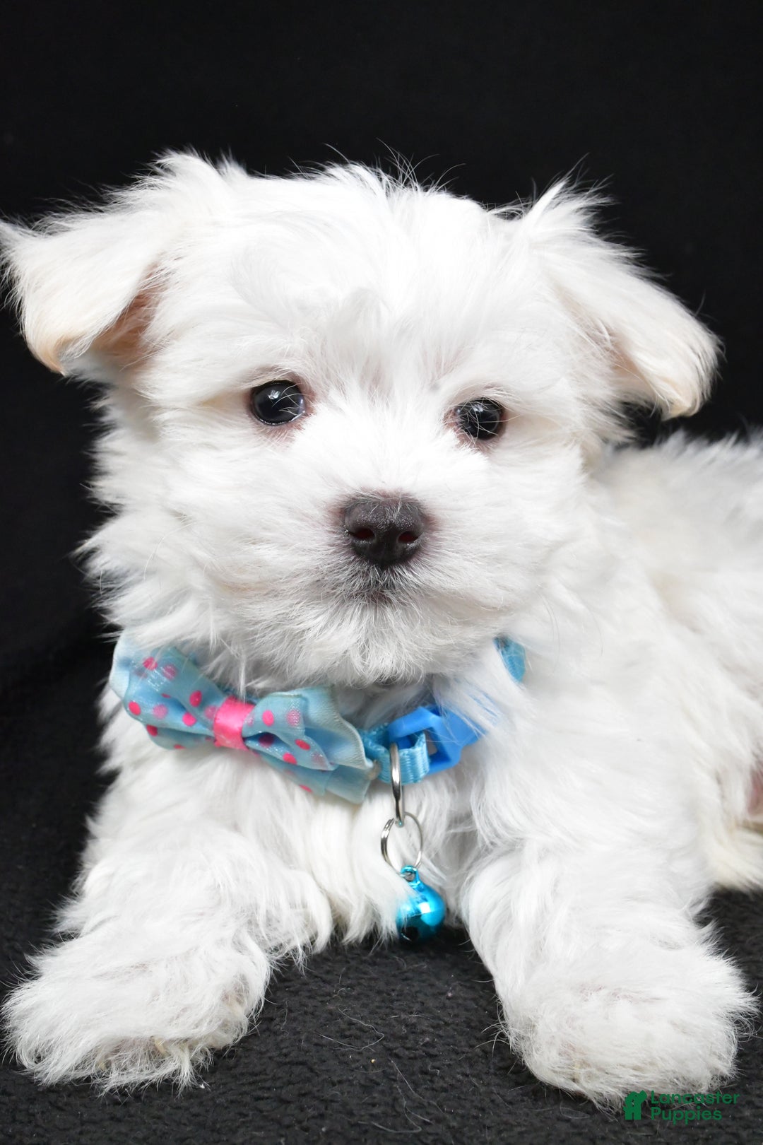 Maltese dogs for sale: Rex - Ad 5