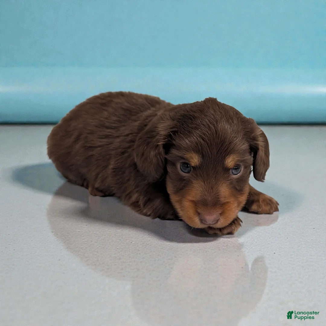 Miniature Dachshund dogs for sale: Shadow - Ad 4