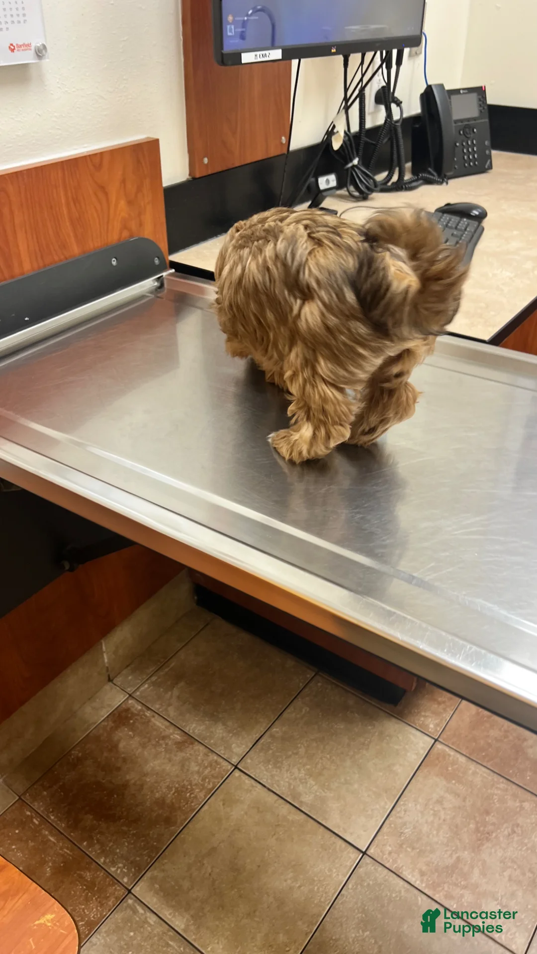 Yorkiepoo dogs for sale: Yorkiepoo Puppy 1 - Ad 1