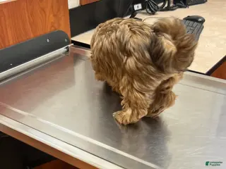 Yorkiepoo dogs Yorkiepoo Puppy 1 - Ad 7