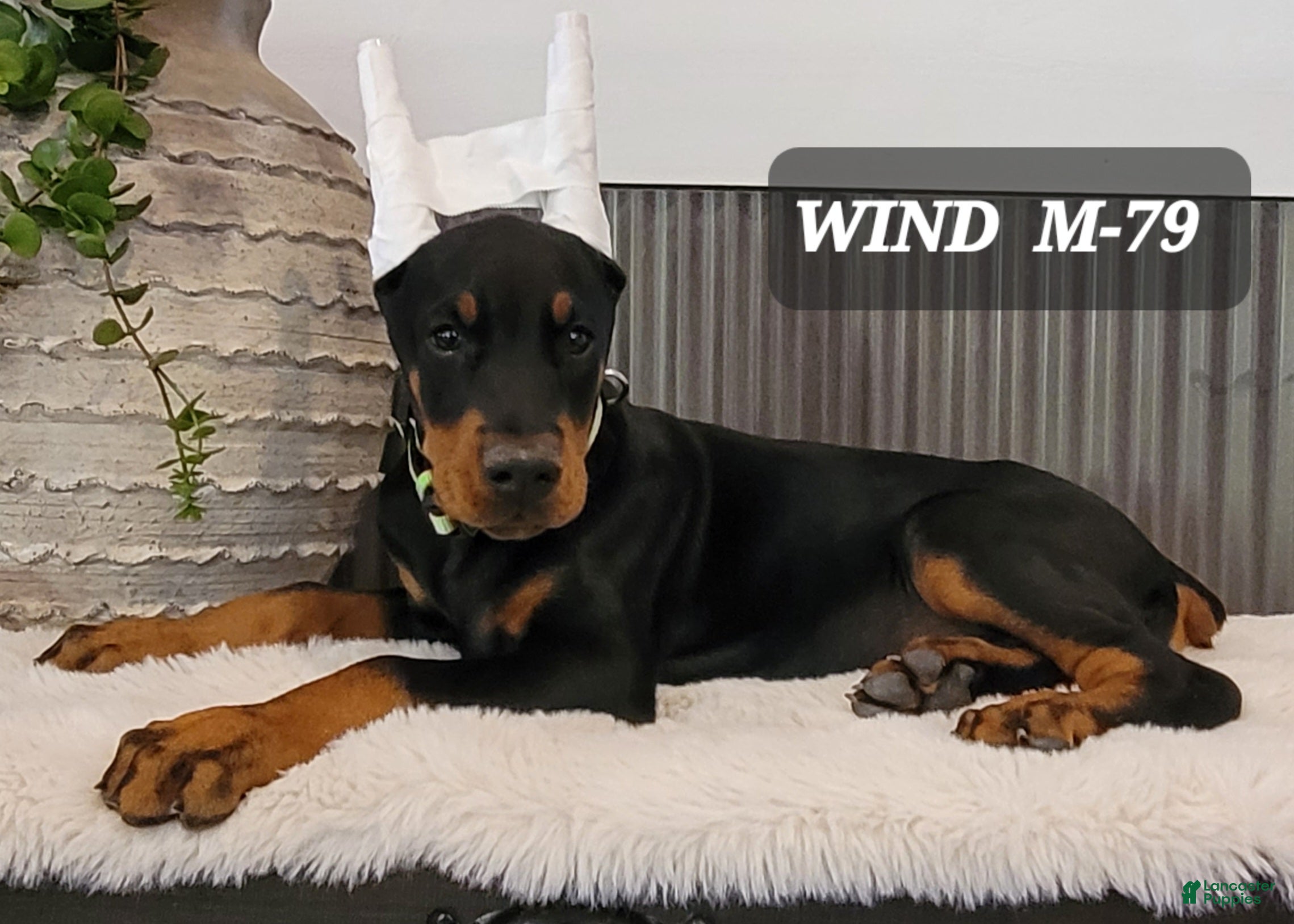Doberman Pinscher dogs WIND - Ad 33