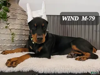 Doberman Pinscher dogs WIND - Ad 33