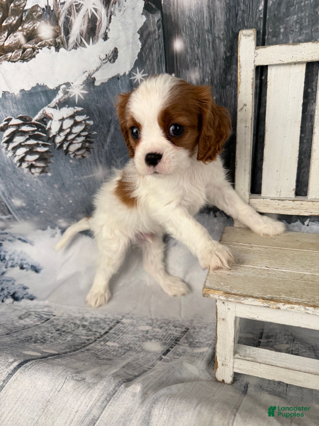 Cavalier King Charles Spaniel dogs for sale: Charlie - Ad 12