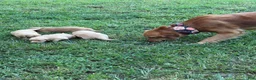 Golden Retriever dogs for sale: Golden Retriever 1 - Ad 4