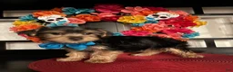 Yorkshire Terrier dogs for sale: Yorkshire Terrier Puppy 2 - Ad 6