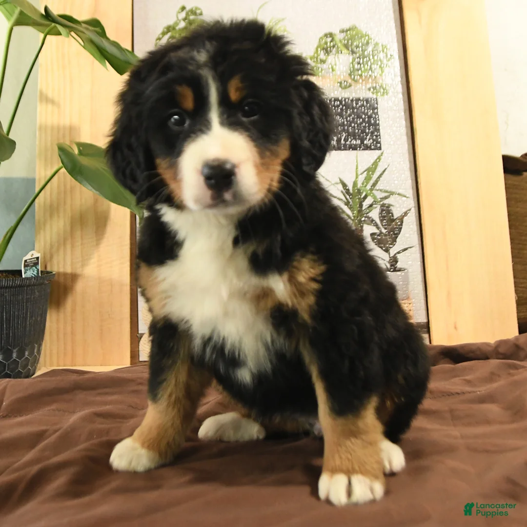 Bernedoodle dogs for sale: Riley - Ad 3