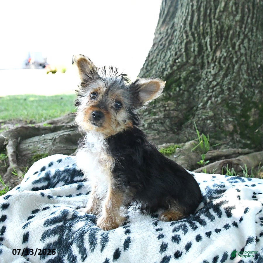 Yorkshire Terrier dogs Bailey - Ad 1