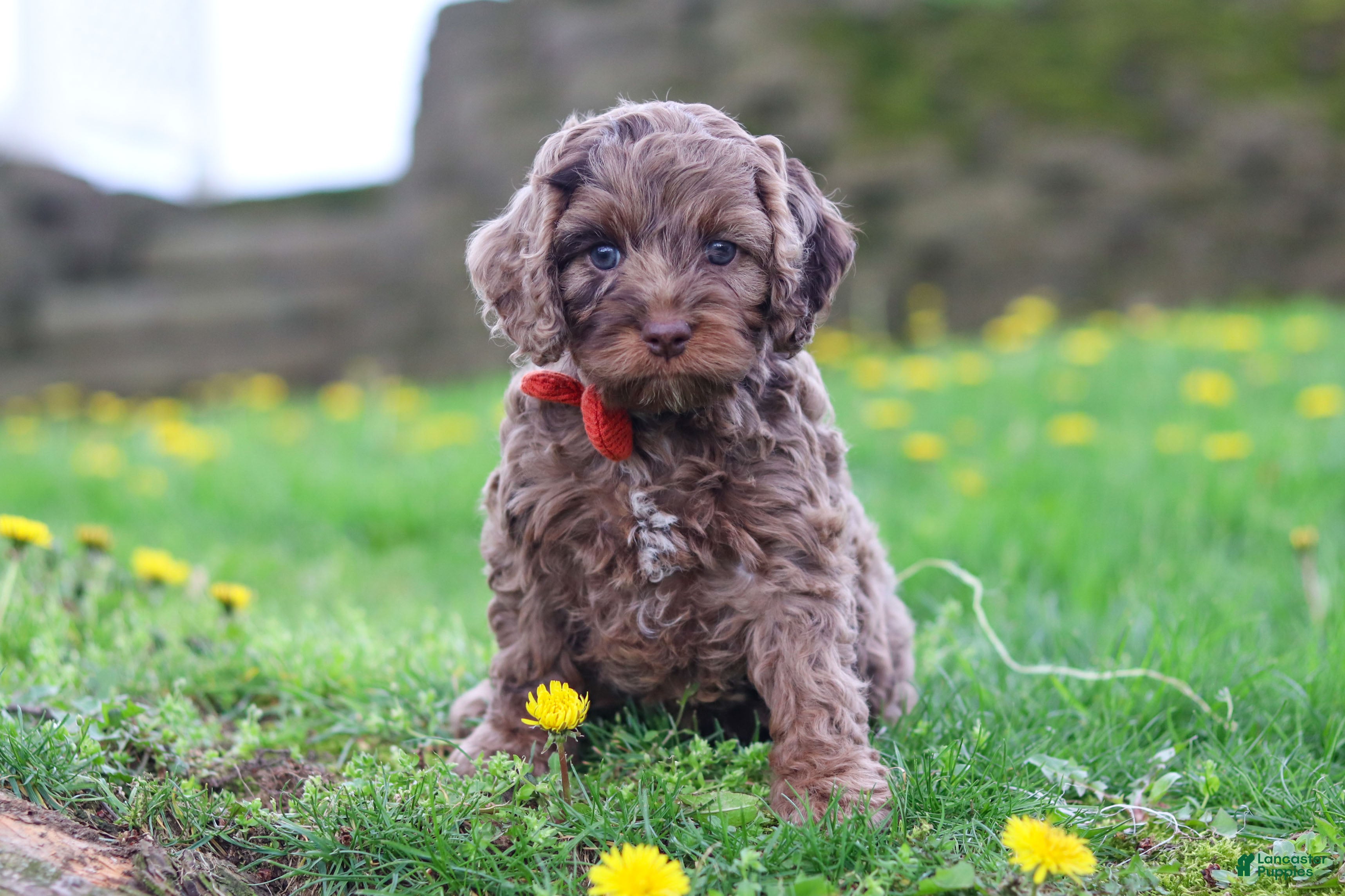 Cockapoo dogs Iggy - Ad 1