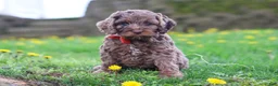 Cockapoo dogs for sale: Iggy - Ad 1