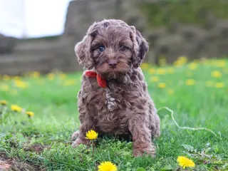 Cockapoo dogs for sale: Iggy - Ad 4