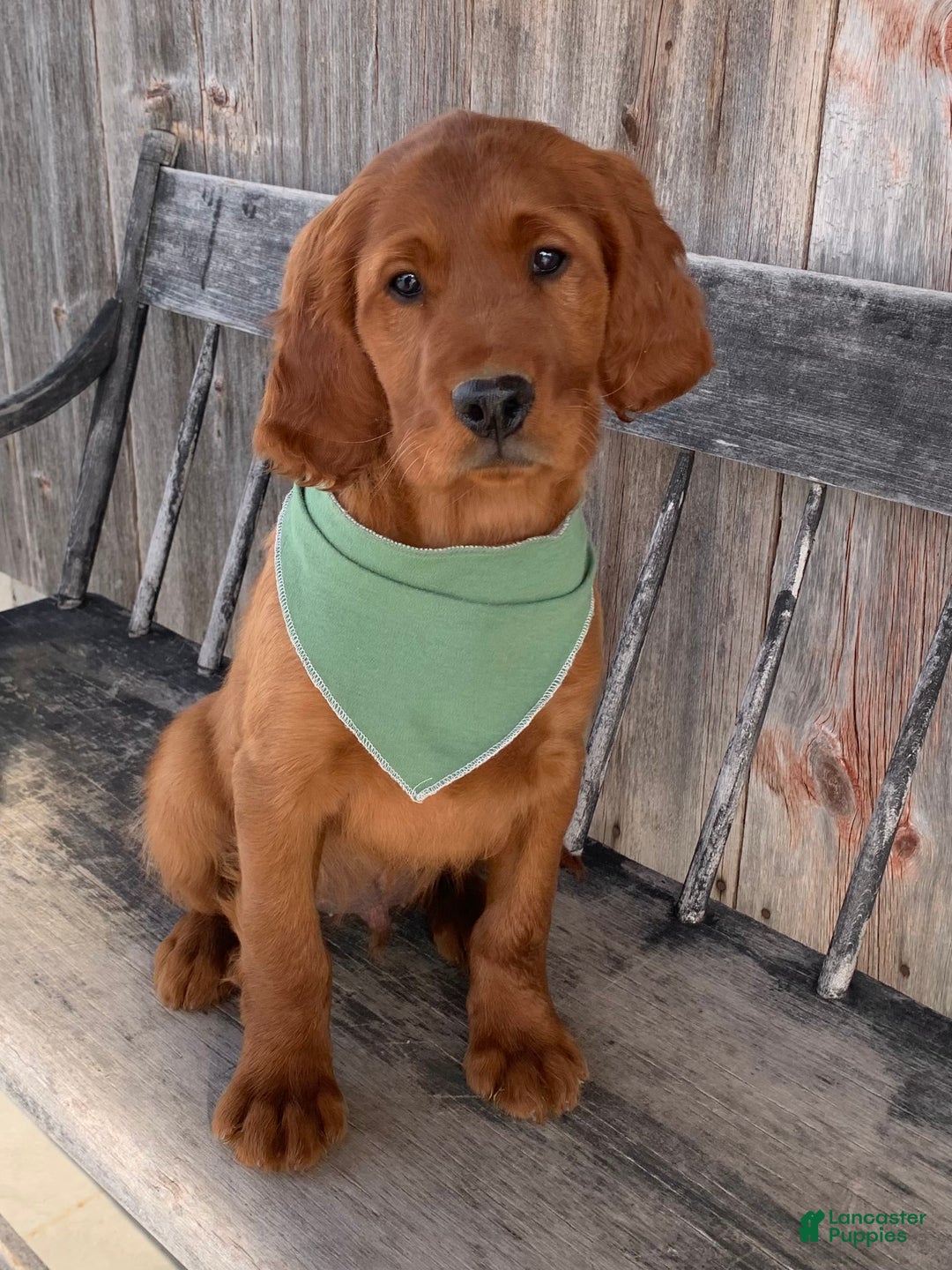 Irish Setter dogs for sale: Murphy - Ad 3
