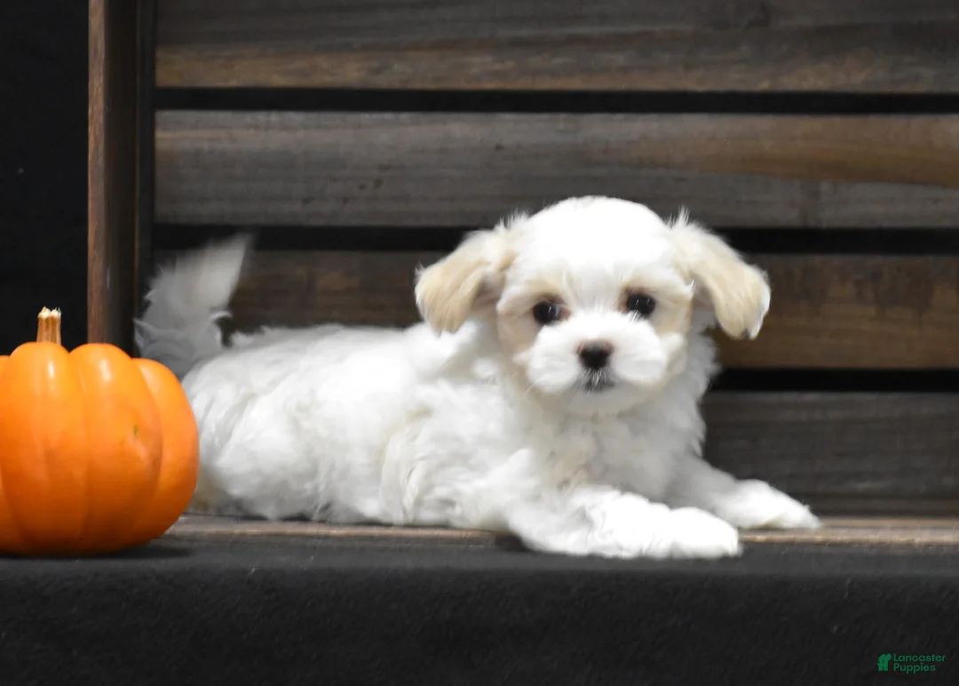 Maltese dogs for sale: Sienna - Ad 2