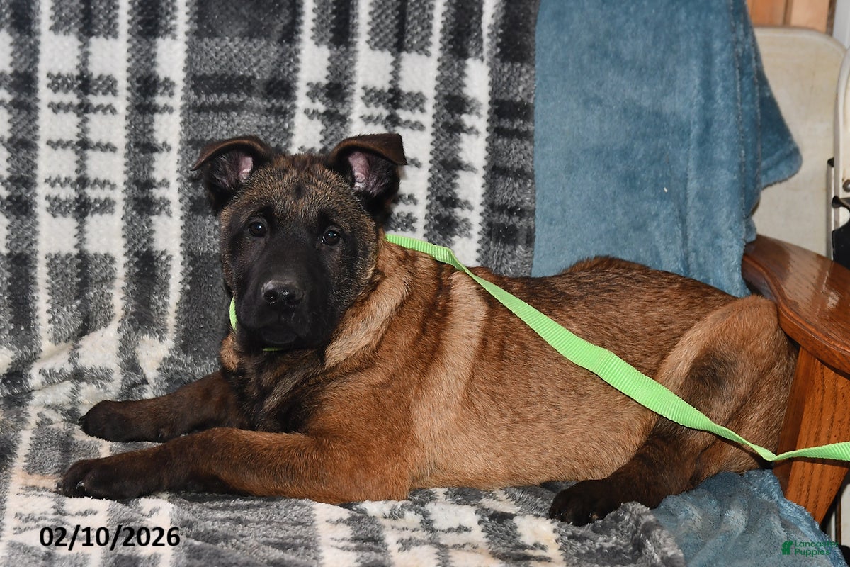 Belgian Malinois dogs Lucky - Ad 2