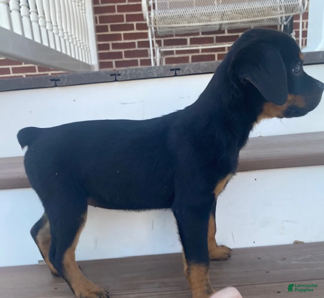 Rottweiler dogs for sale: Petunia- miniature - Ad 4