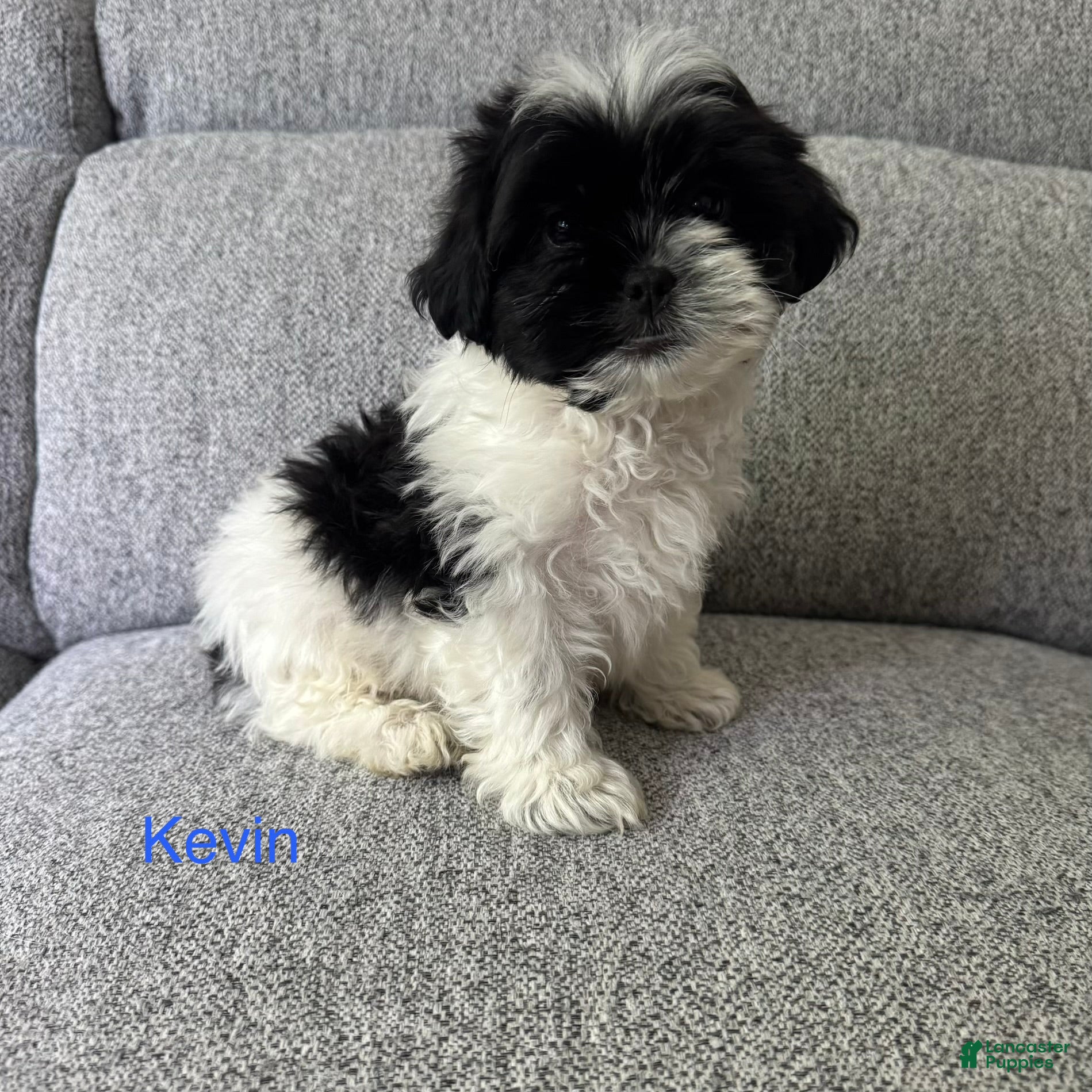 Shih Tzu dogs Kevin - Ad 33
