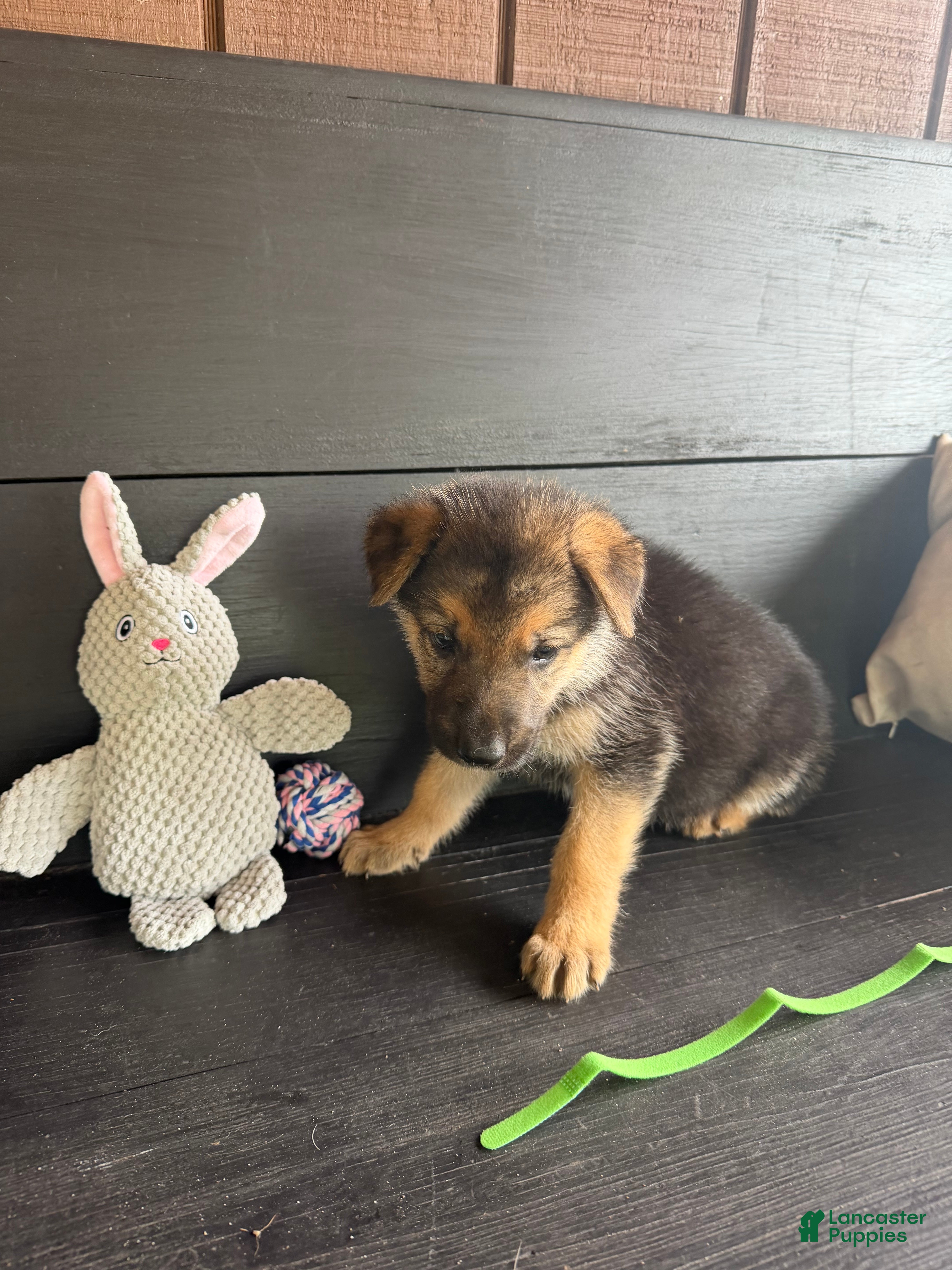 German Shepherd dogs Turbo - Ad 6