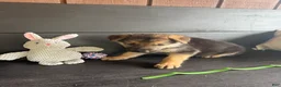 German Shepherd dogs for sale: Turbo - Ad 1