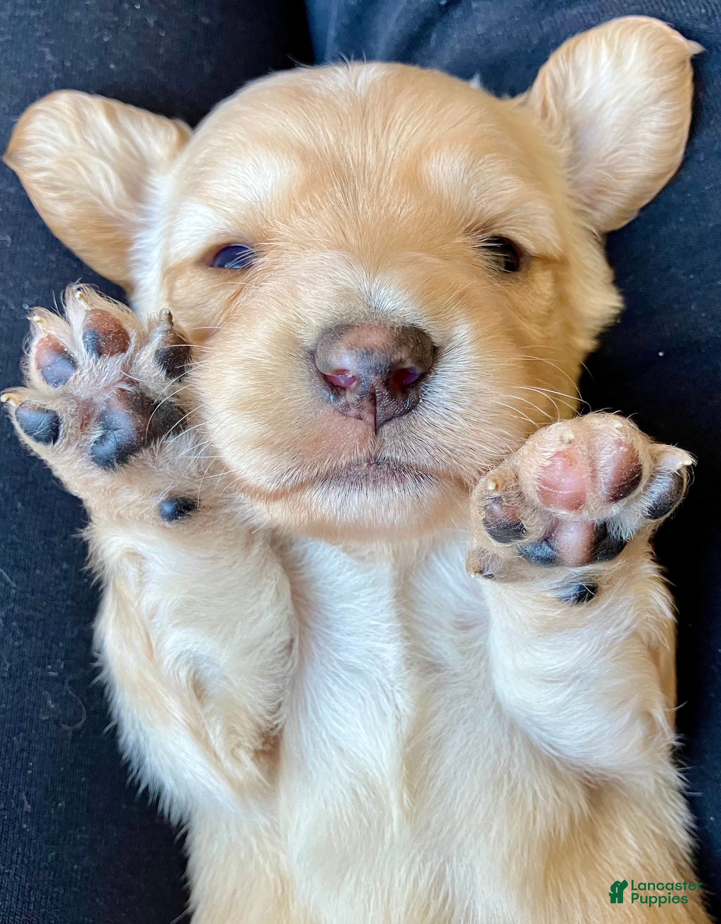Miniature Dachshund dogs for sale: BROWNIE THE TOUCHDOWN SUPERSTAR - Ad 1