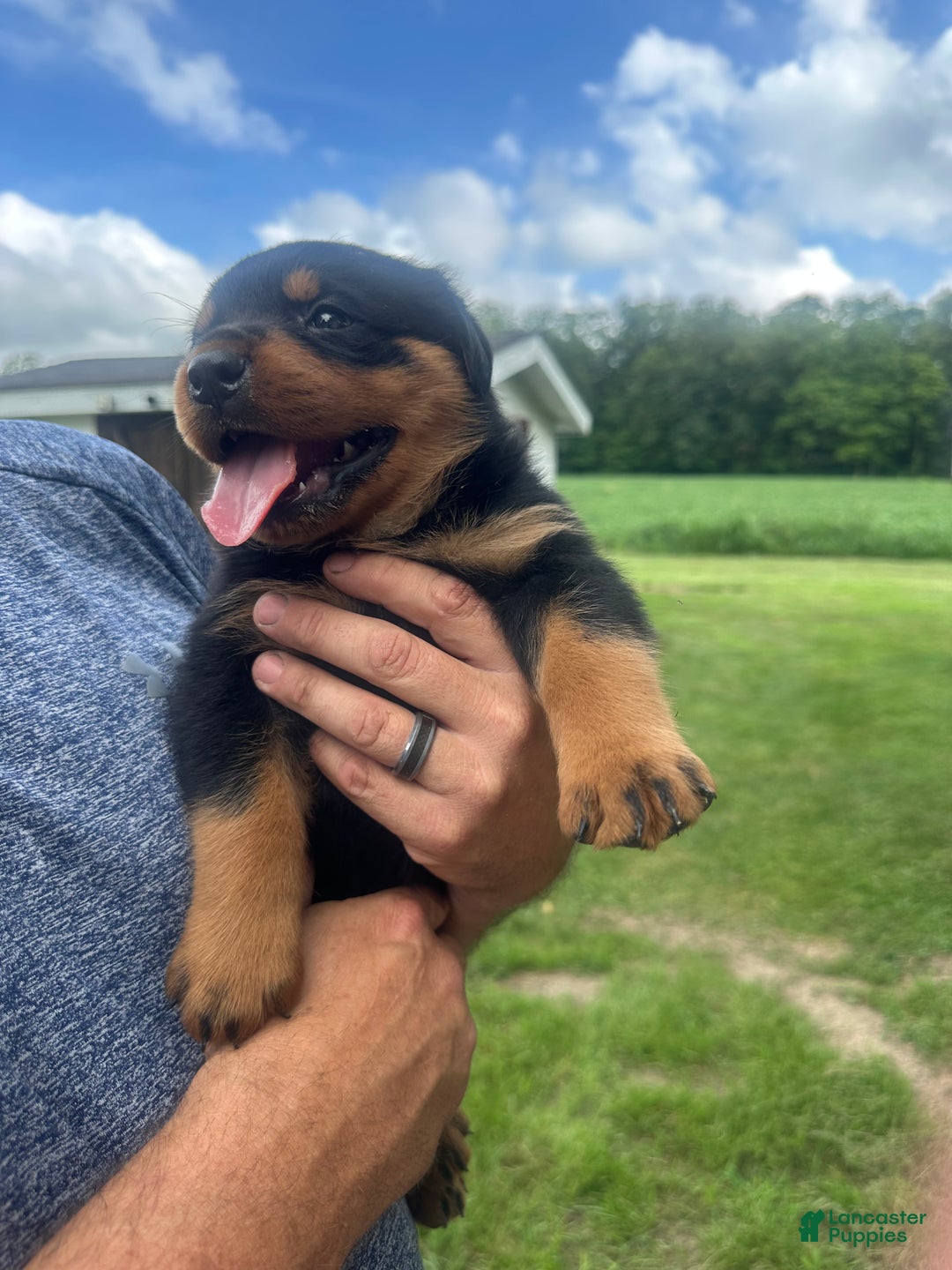 Rottweiler dogs for sale: Elvis - Ad 2