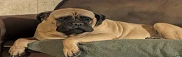 Bullmastiff dogs for sale: Bullmastiff Puppy 1 - Ad 4
