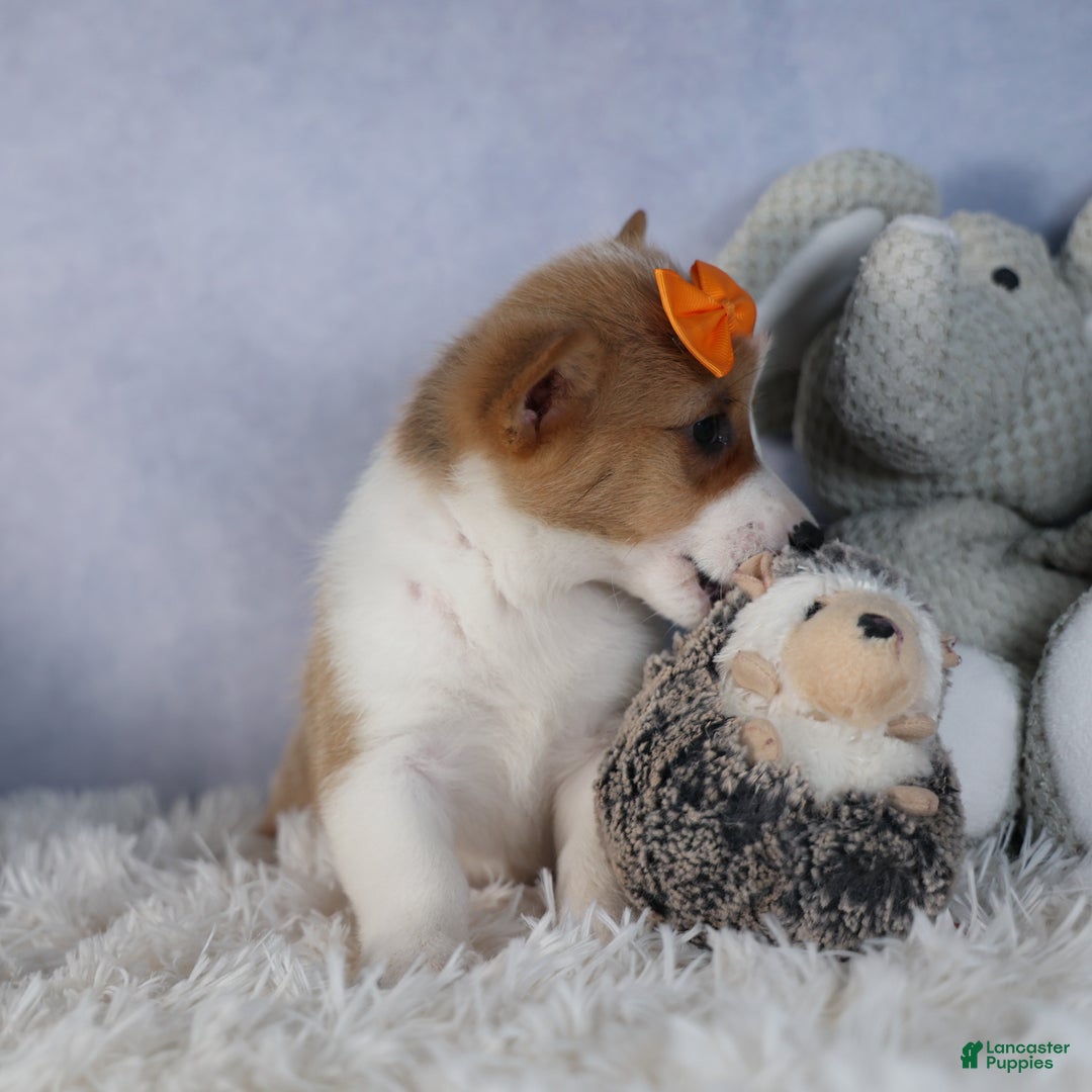 Welsh Corgi Pembroke dogs for sale: Duke - Ad 9