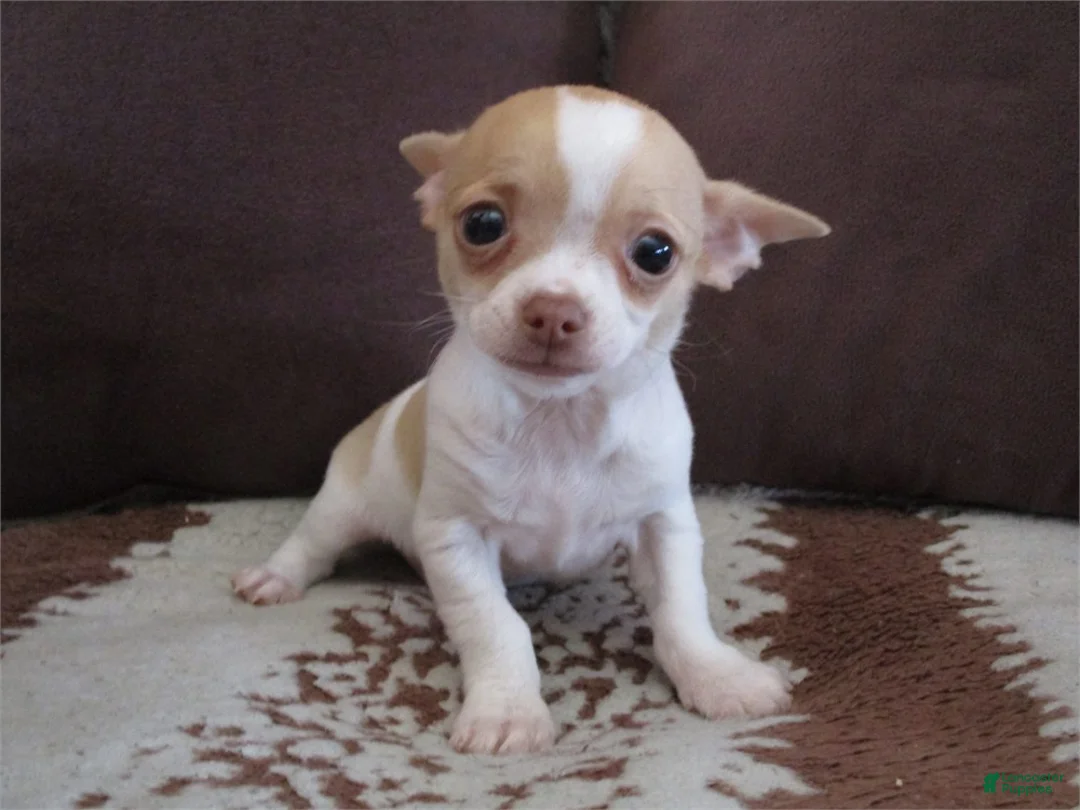 Chihuahua dogs for sale: Chihuahua Puppy 2 - Ad 1