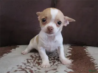 Chihuahua dogs Chihuahua Puppy 2 - Ad 14