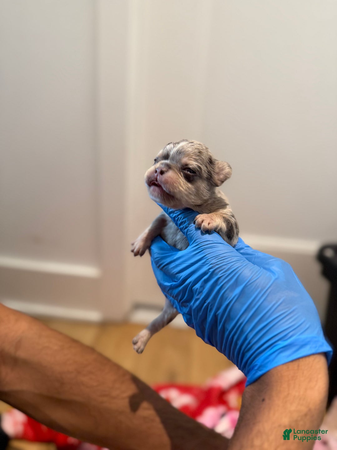 French Bulldog dogs for sale: Sapphire fluffy - Ad 6