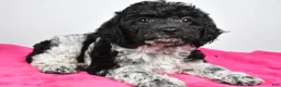 Cockapoo dogs for sale: Fiona - Ad 1