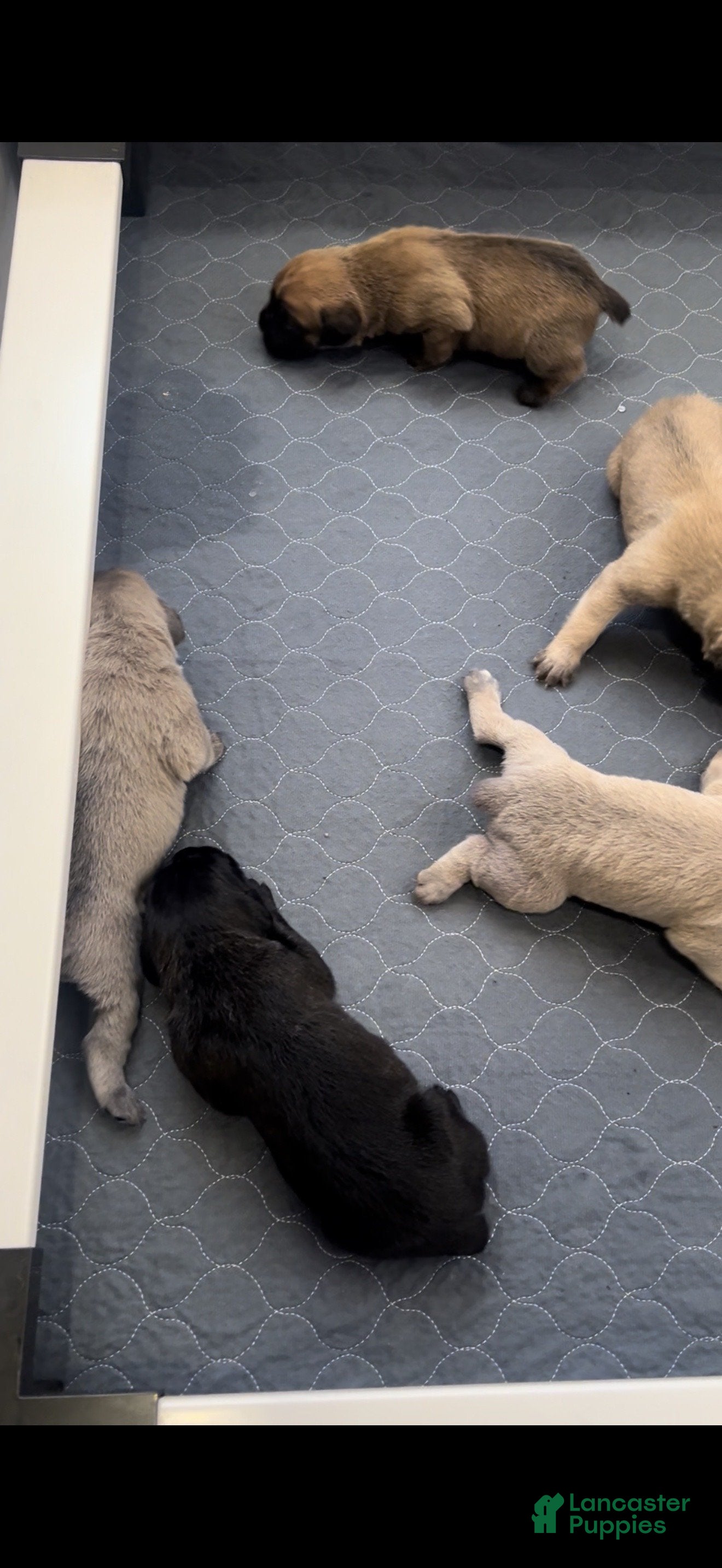 Cane Corso dogs Cane Corso Puppy 1 - Ad 7