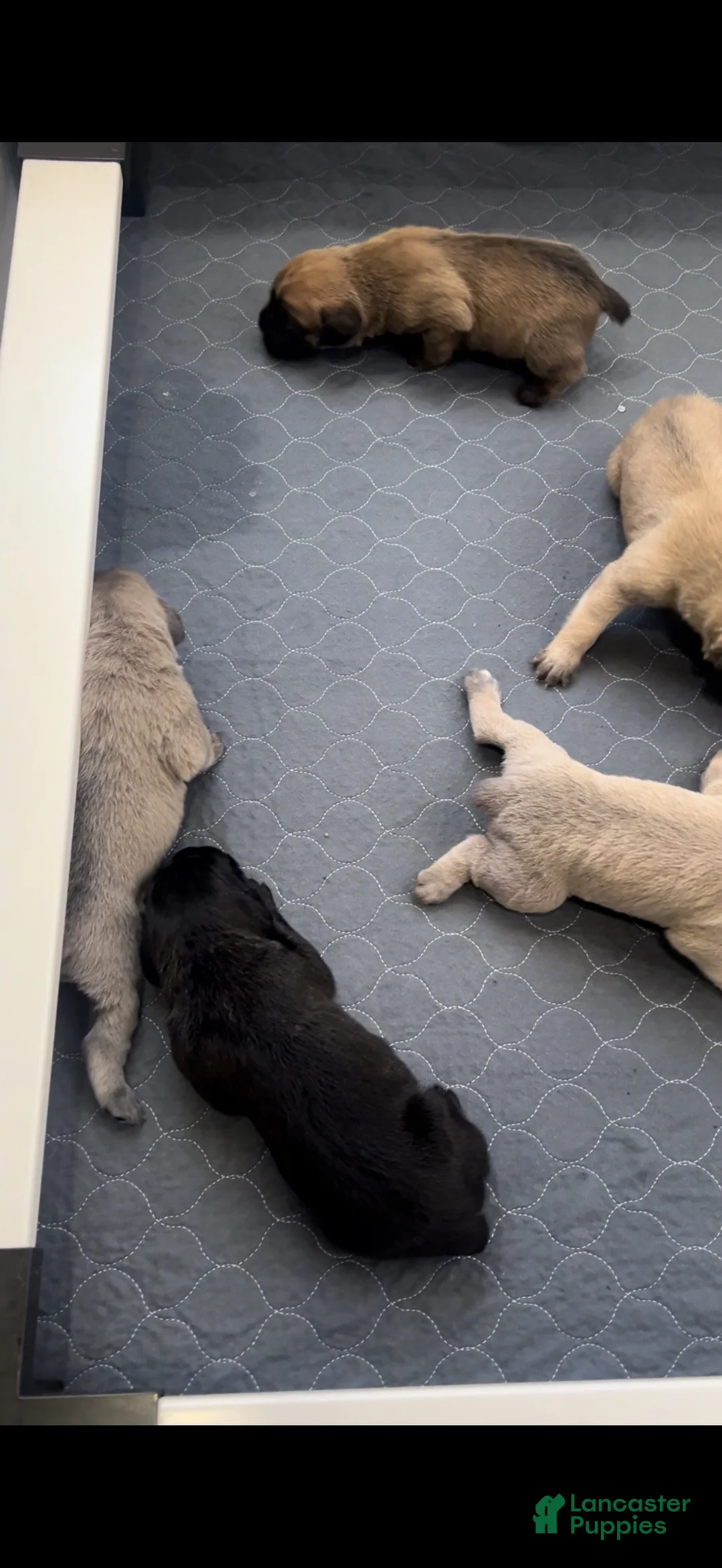 Cane Corso dogs for sale: Cane Corso Puppy 1 - Ad 1