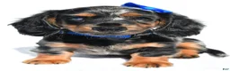 Miniature Dachshund dogs for sale: Porter - Ad 6