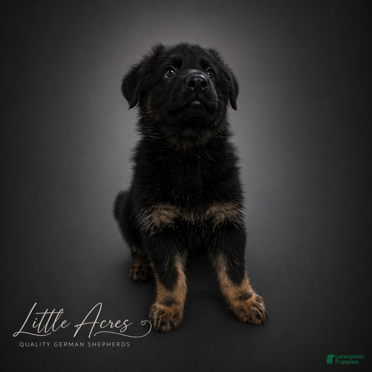 German Shepherd dogs German Shepherd Puppy 5 - Ad 15