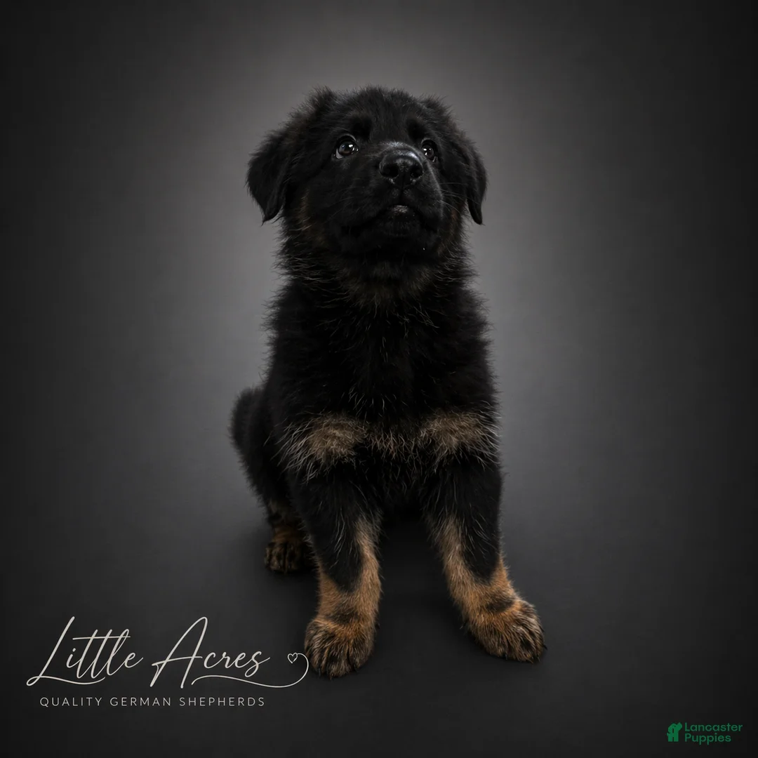 German Shepherd dogs for sale: German Shepherd Puppy 5 - Ad 1